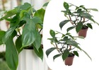 Philodendron 'vert de floride' - set de 2 - pot 12cm - hauteur 20-30cm