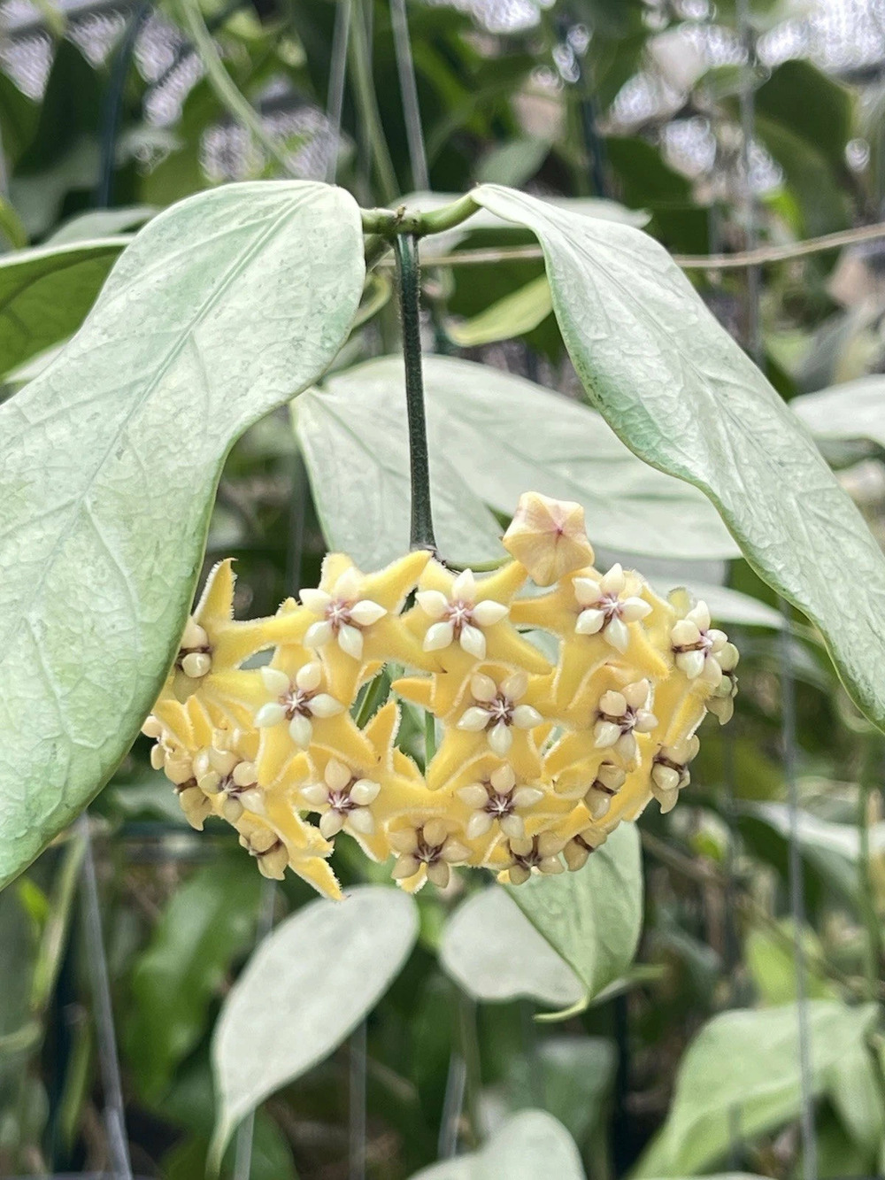 Hoya coriacea silver