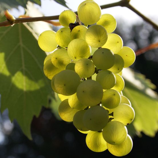 Vigne pot de 2l/3l