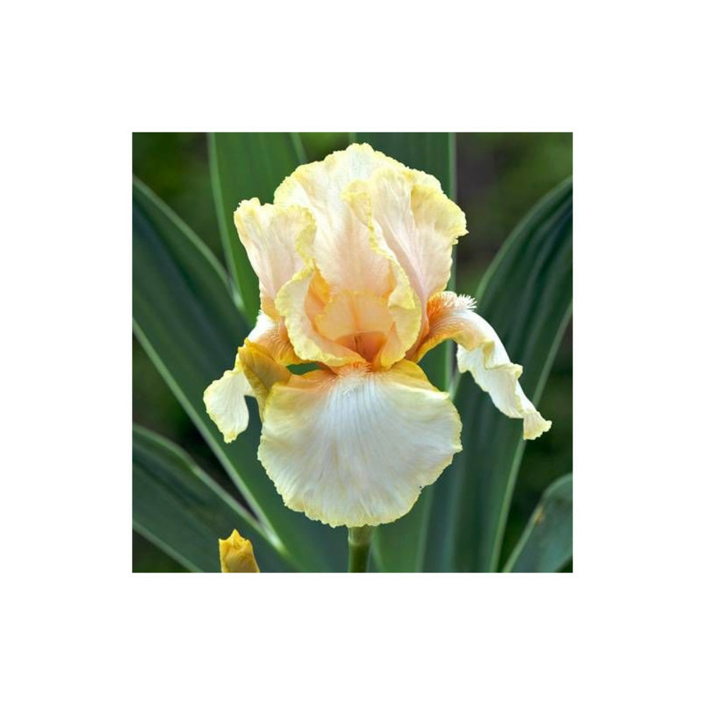 Iris des jardins feminine charm godet - 5/20 cm