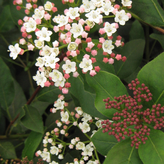 Viorne tin, laurier tin 'eve price' - viburnum tinus 'eve price' - 50-60 cm pot