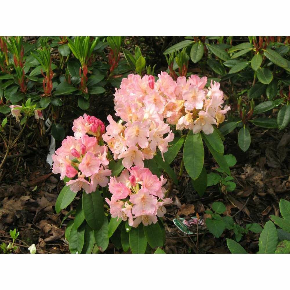 Rhododendron yakushimanum 'percy wiseman' : 4l (rose crème et jaune)