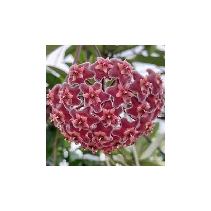 Hoya pubicalyx (fleur de porcelaine, fleur de cire)  rose - taille pot de 2 litres - 20/40 cm
