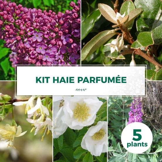 Kit Haie Parfumée - 5P