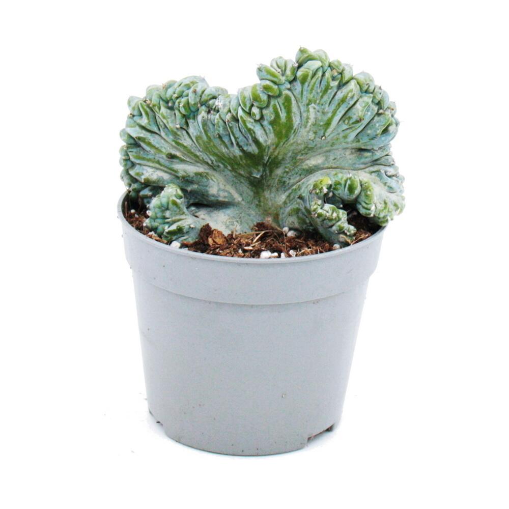 Cactus myrtille - forme peigne - myrtillocactus geometrizans cristata - cactus exceptionnel - pot 6,5cm