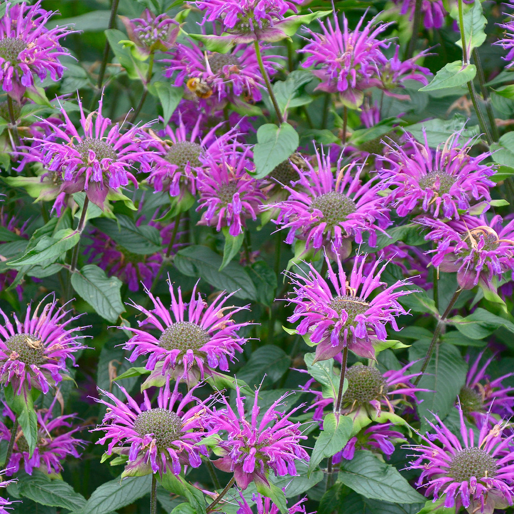 Monarde 'praerienacht' godet de 8/9 cm
