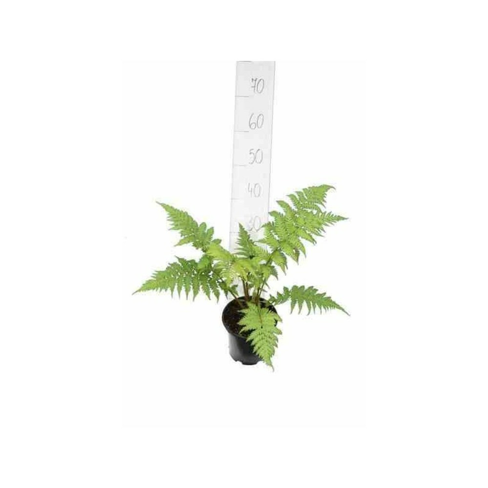 Cyathea cooperi (fougères arborescentes) pot de 4 litres ? 90/110 cm