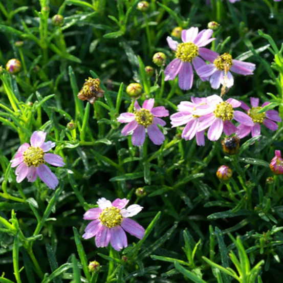 Coréopsis american dream lot de 5 godets