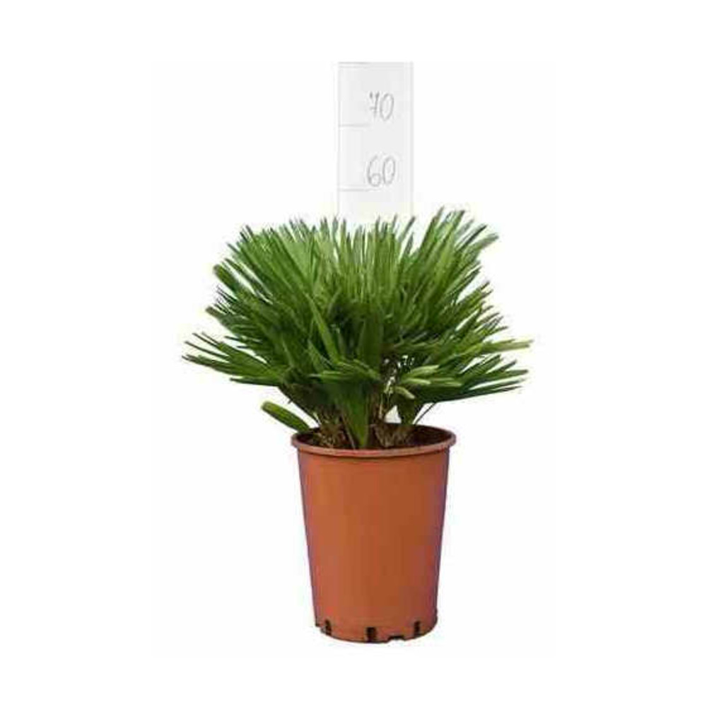 Chamaerops humilis var. Cerifera (palmier doum bleu) pot de 6 litres - 30/40cm
