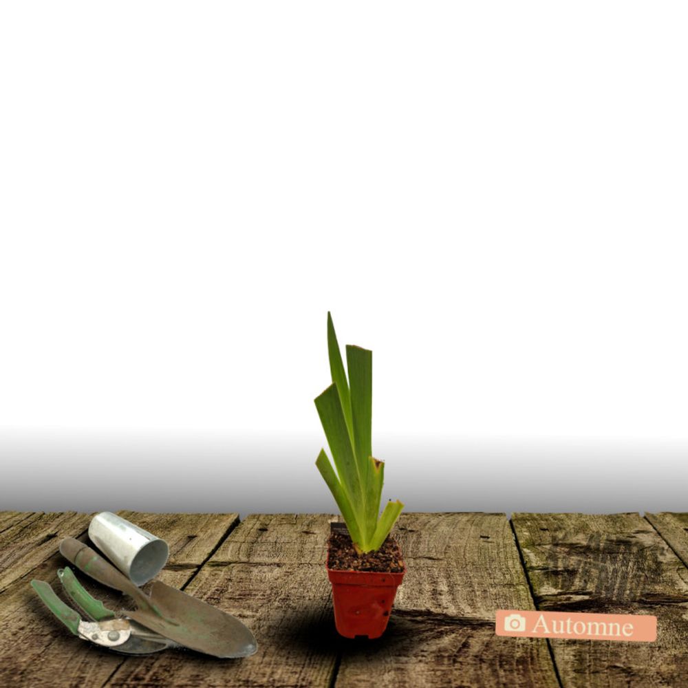 Iris des jardins tuxedo godet - 5/20 cm
