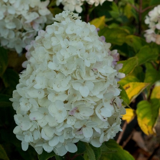 Hortensia paniculé 'silver dollar' pot de 7,5l/10l