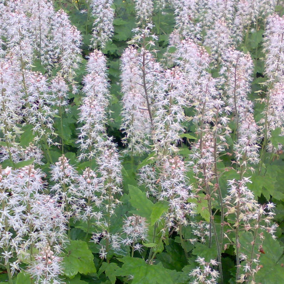 Tiarelle cordifoliée eco lot de 9 godets