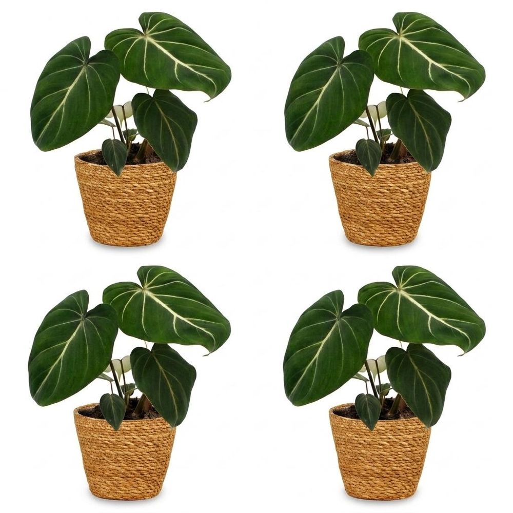 Philodendron gloriosum - pot de 12cm