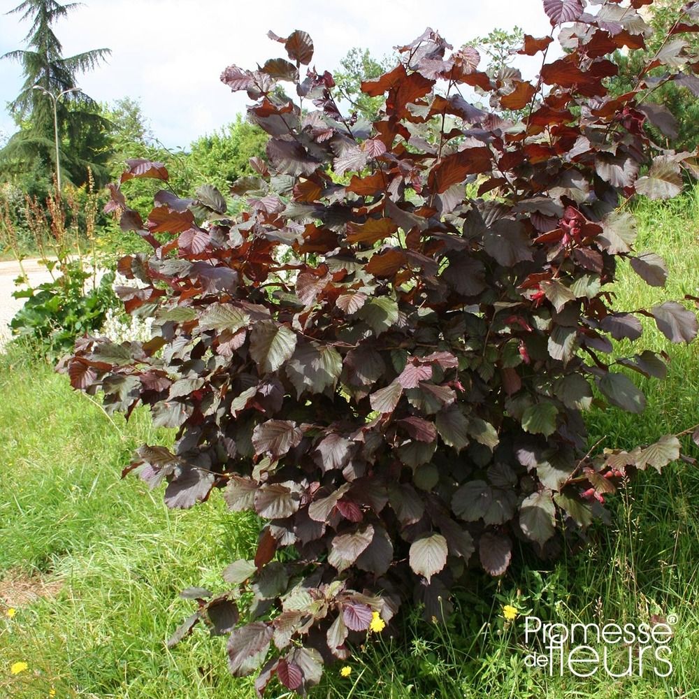 Noisetier commun 'rote zellernuss' pot de 1,5l/2l