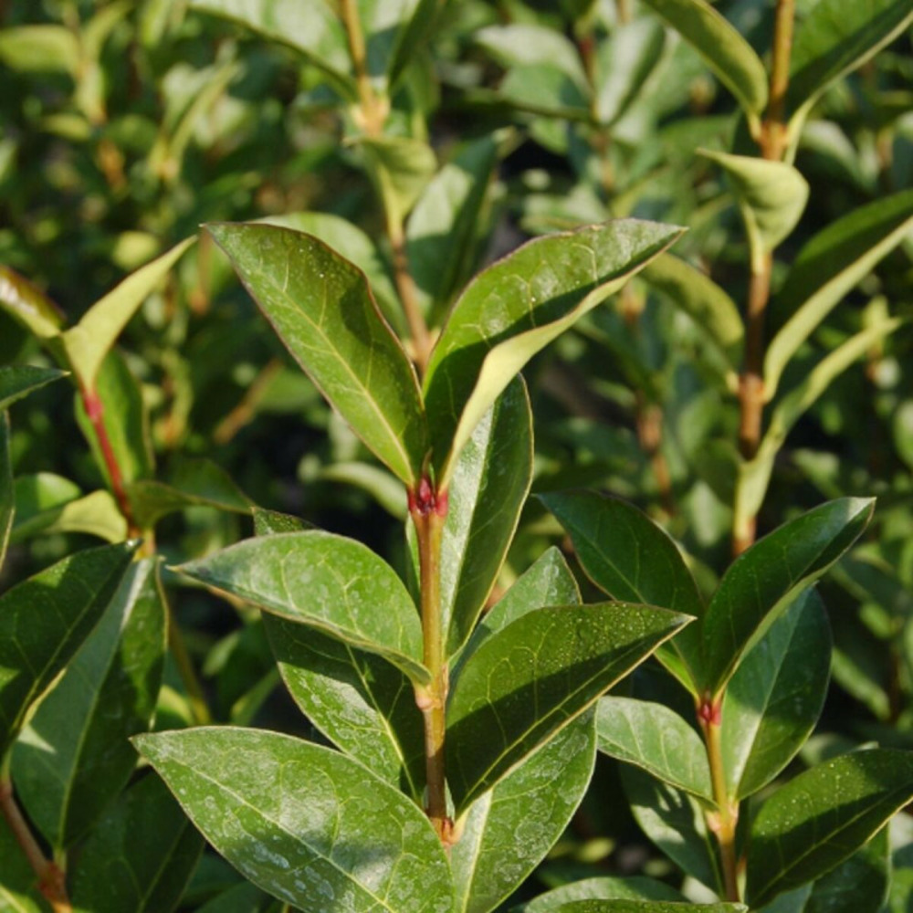 Troène de californie, ligustrum pot de 3l - 40/60 cm