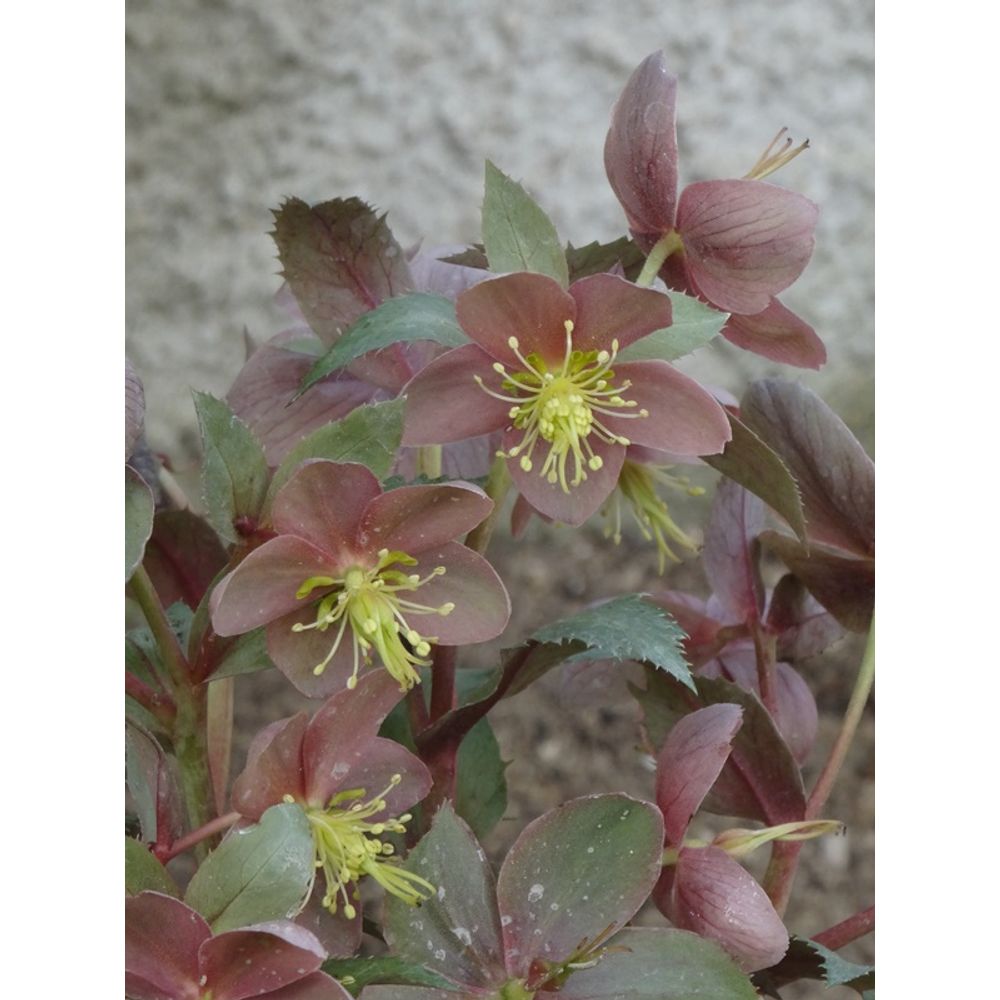 Hellébore de stern 'flame' pot de 12 cm / 13 cm