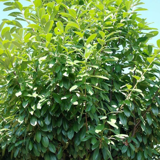 Laurier-cerise, laurier palme 'novita' pot de 7,5l/10l