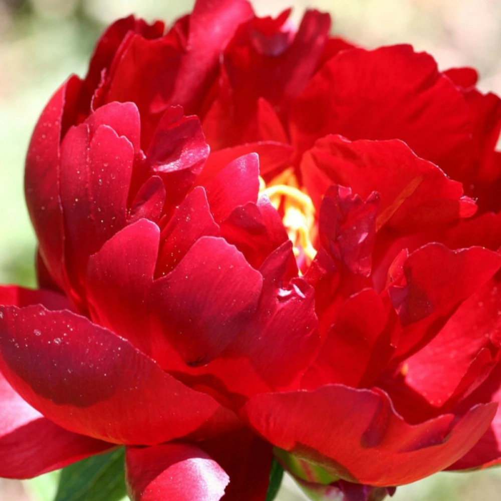 Pivoine herbacée louis van houtte pot de 2 litres