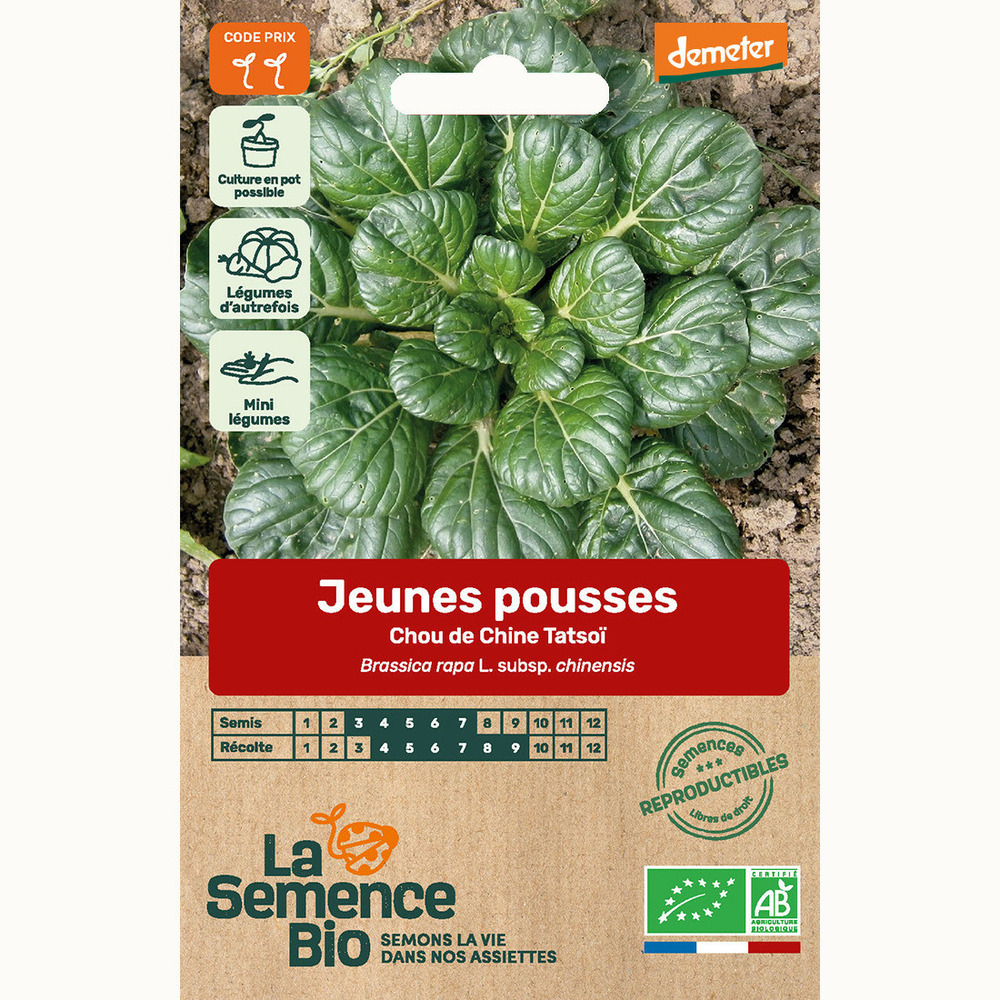 Jeunes pousses chou de chine tatsoï - graines bio
