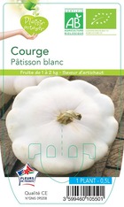 Courge pâtisson blanc  -plant ab  en  pot 0.5 l- plante du jardin