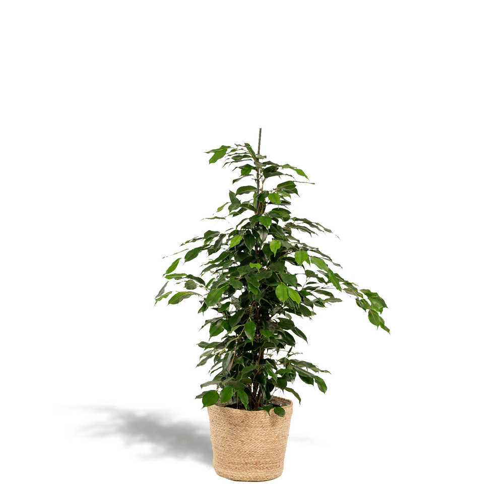 Ficus benjamina danielle - ø21cm - ↕95cm + panier selin - plantes d'intérieur