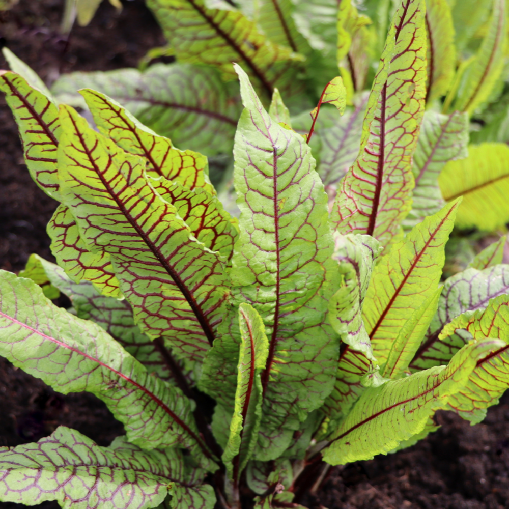 Plant oseille sanguine pot 1l