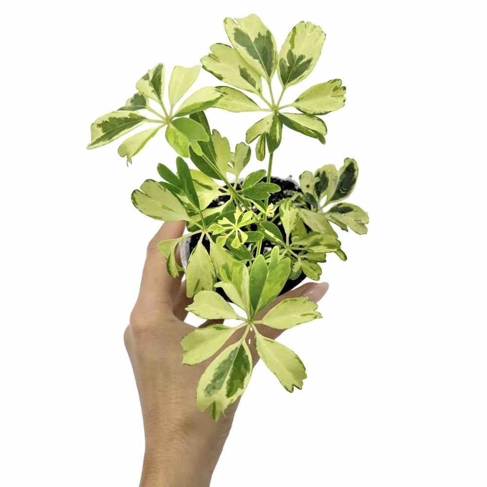 Schefflera arboricola 'janine' - pot de 9cm - plantes d'intérieur