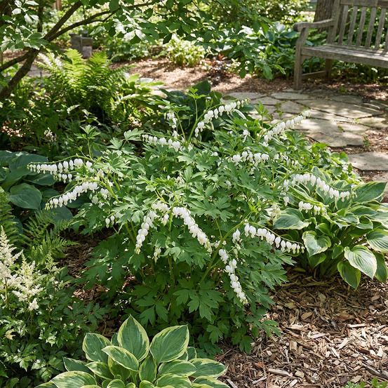 Lot de 3 - dicentra spectabilis alba - broken heart - h. 10-20 cm