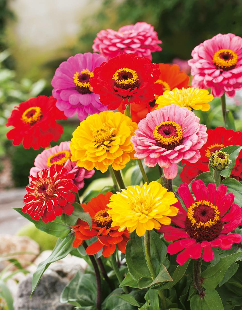 Zinnia geant de californie - 2 g