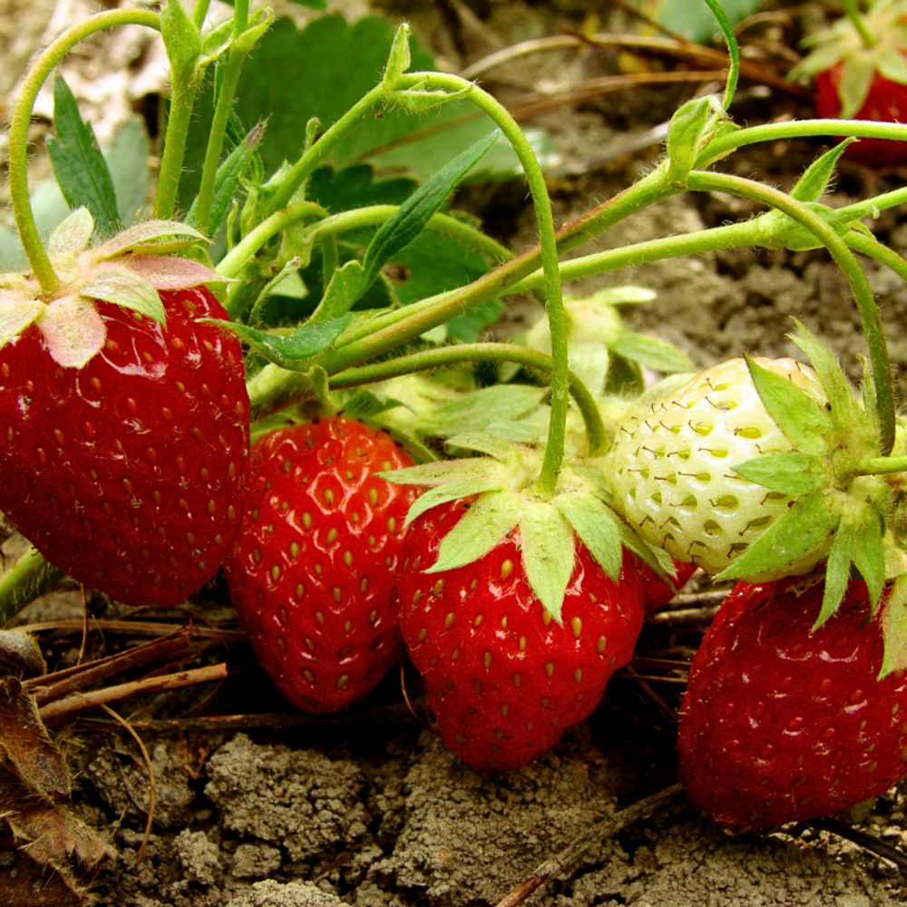 3 plants fraisier cirafine remontant motte 7cm