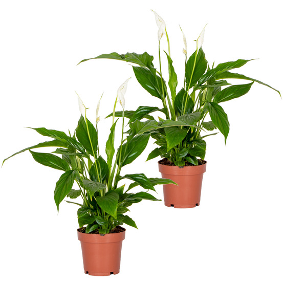 Lot de 2 - spathiphyllum - fleur de lune - plantes d’intérieur - hauteur 30-40 cm - pot 12 cm