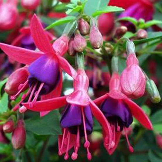 6 x fuchsia 'tom thumb' - fuchsia 'tom thumb' - godet 9cm x 9cm