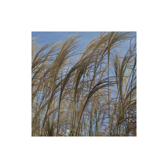 Miscanthus, roseau de chine ville d'angers lot de 5 godets