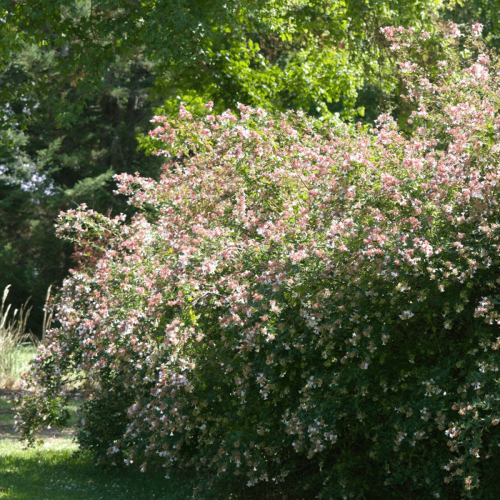 Abelia à grandes fleurs, abélia grandiflora pot de 4l - 40/60 cm