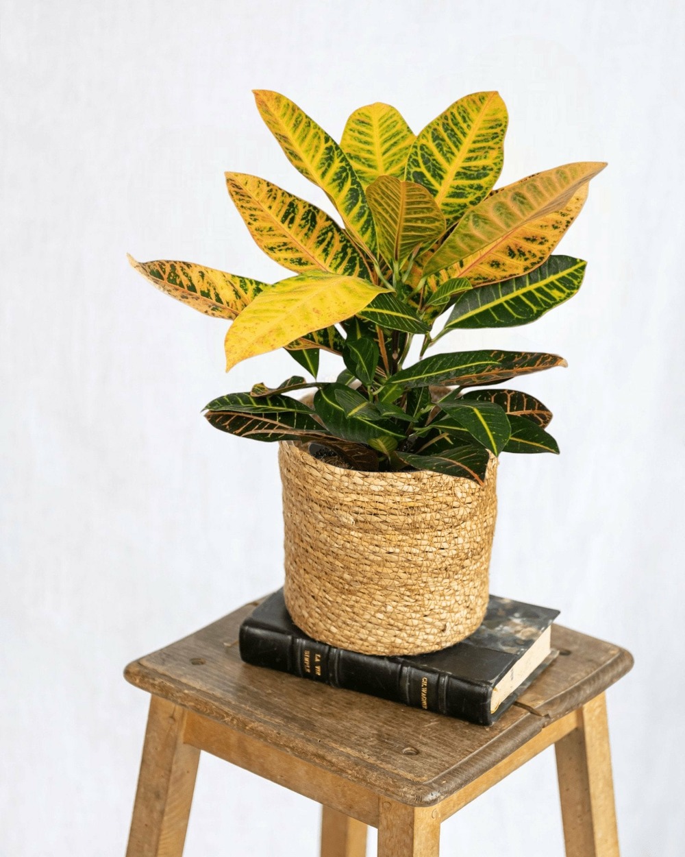 Codiaeum petra croton 45cm - plante d'intérieur