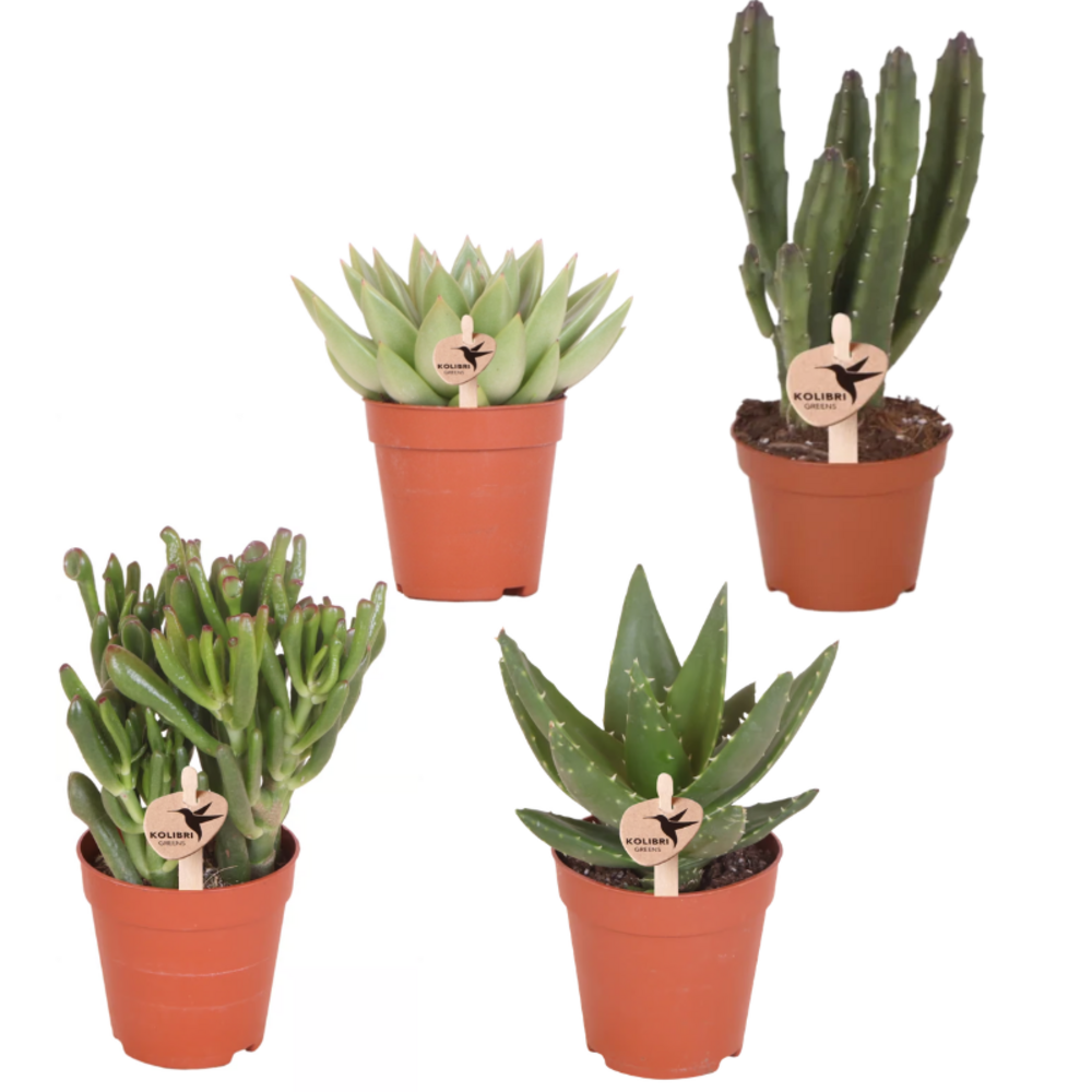 Lot de 4 - plantes vertes - h1 cm