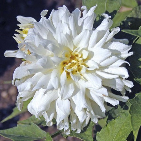 Dahlia cactus nain 'aspen' bulbe calibre i