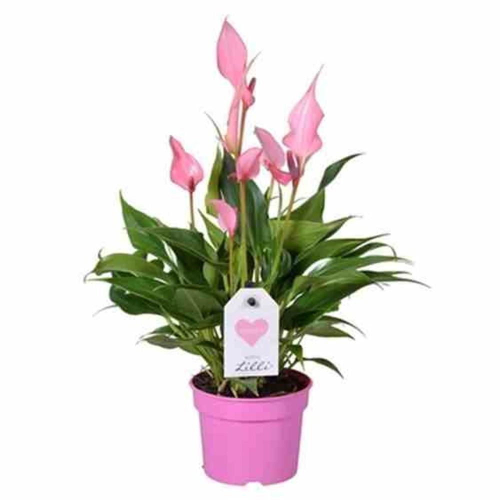 Anthurium andreanum lilli (anthure flamant rose, langue de feu) pot de 1 litre ? 15/30 cm