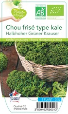 Chou kale halbhoher grüner krauser -plant ab  en  pot 0.5 l- plante du jardin