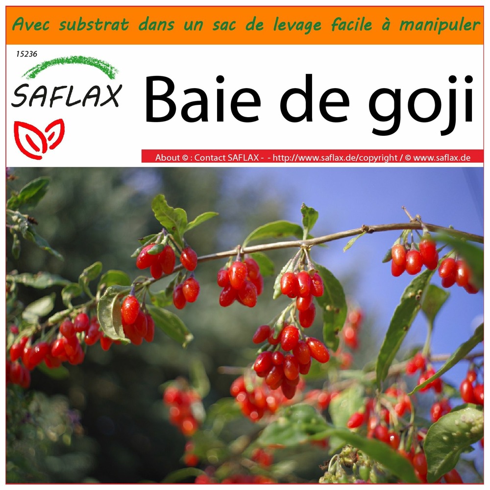 Garden in the bag - baie de goji - 200 graines - lycium chinensis