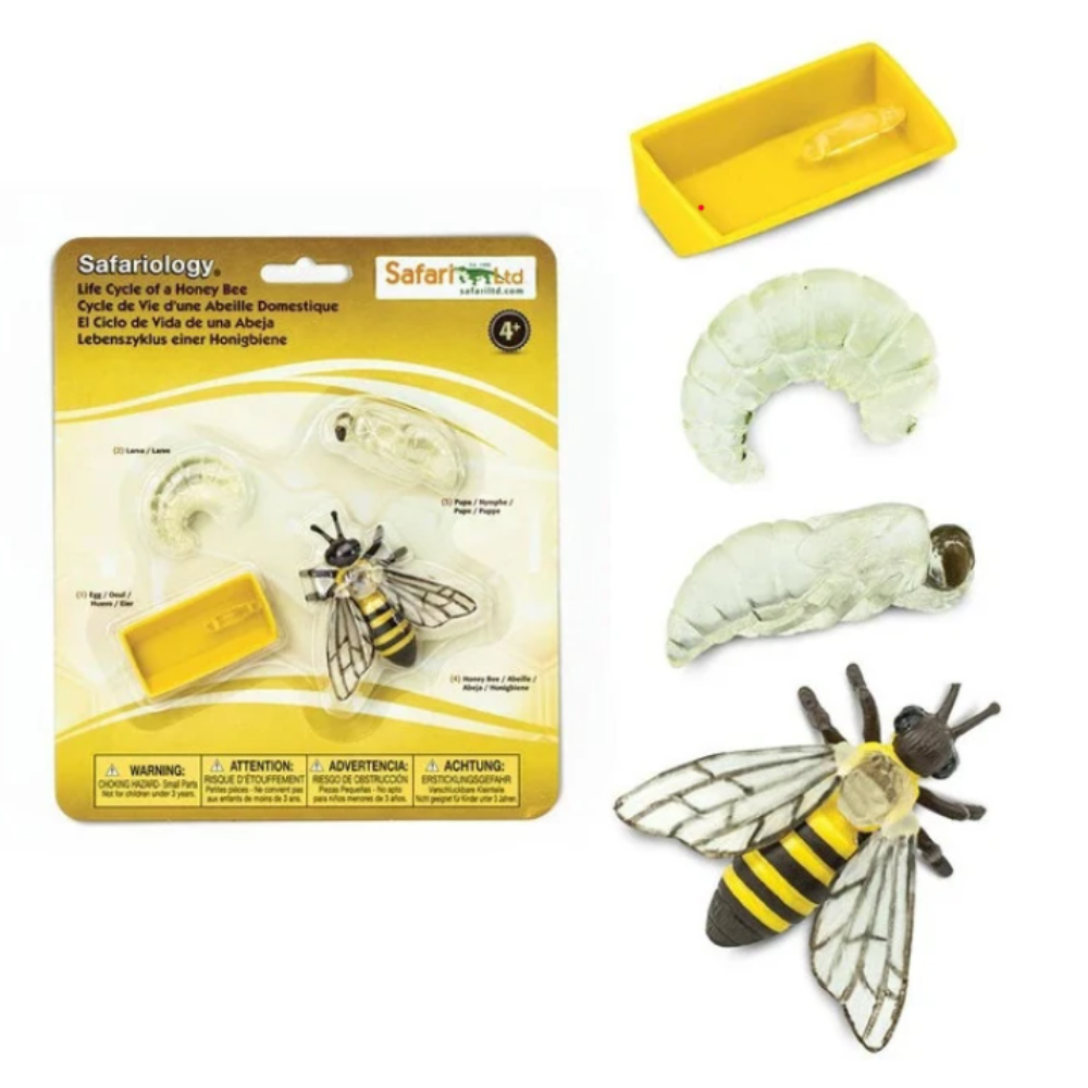 Figurines cycle de vie - abeille