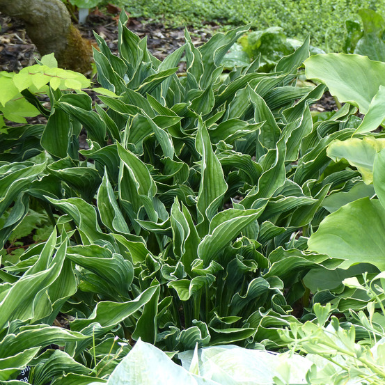 Hosta 'praying hands' godet de 8/9 cm