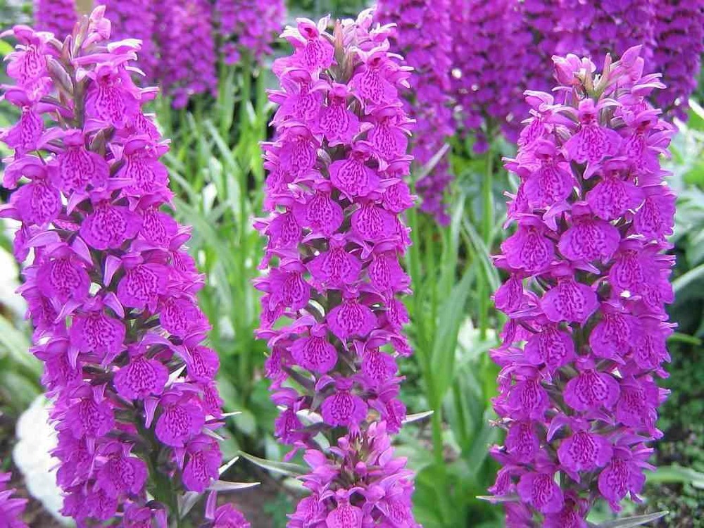 Dactylorhiza foliorella pot de 1 litre - 0/60 cm