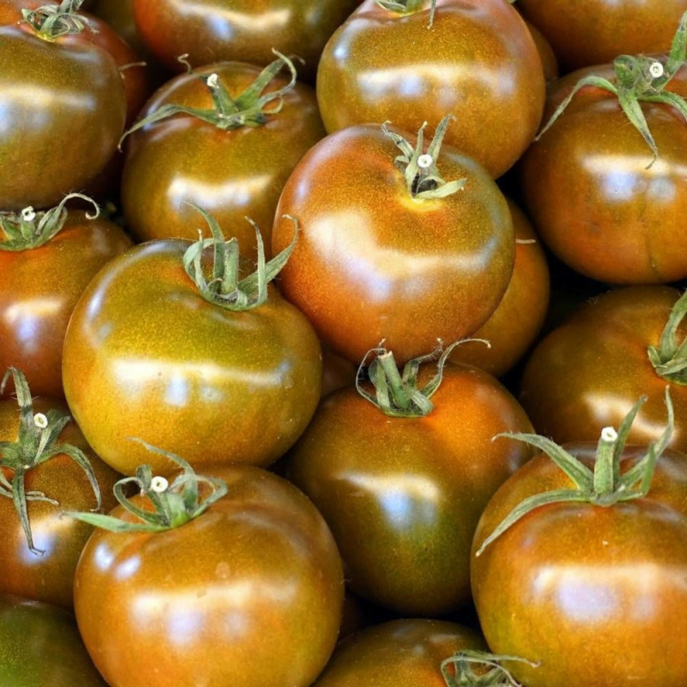 Graines de tomate noire de crimée - vilmorin sachet