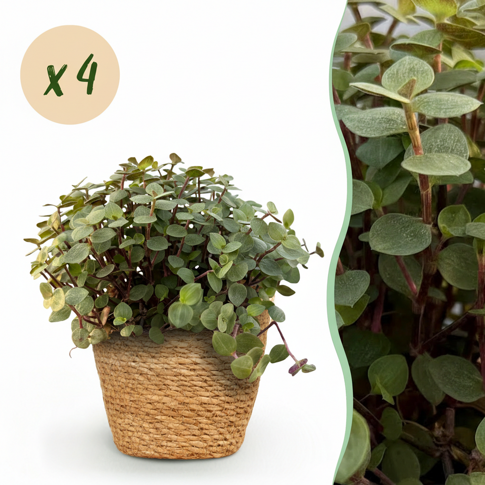 Lot de 4 - calissia repens - pot 12cm