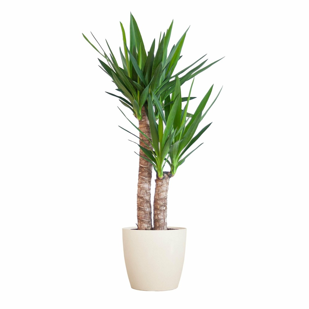 Yucca elephantipes et son pot blanc - hauteur 90cm