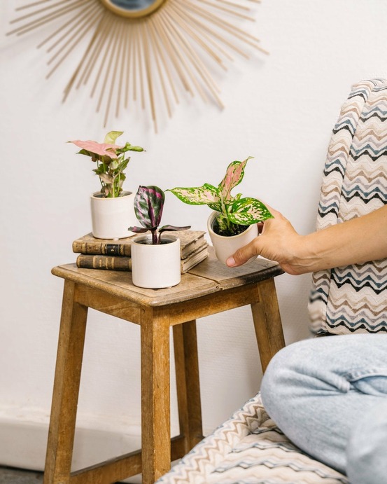 Coffret baby plantes 27cm - plante d'intérieur