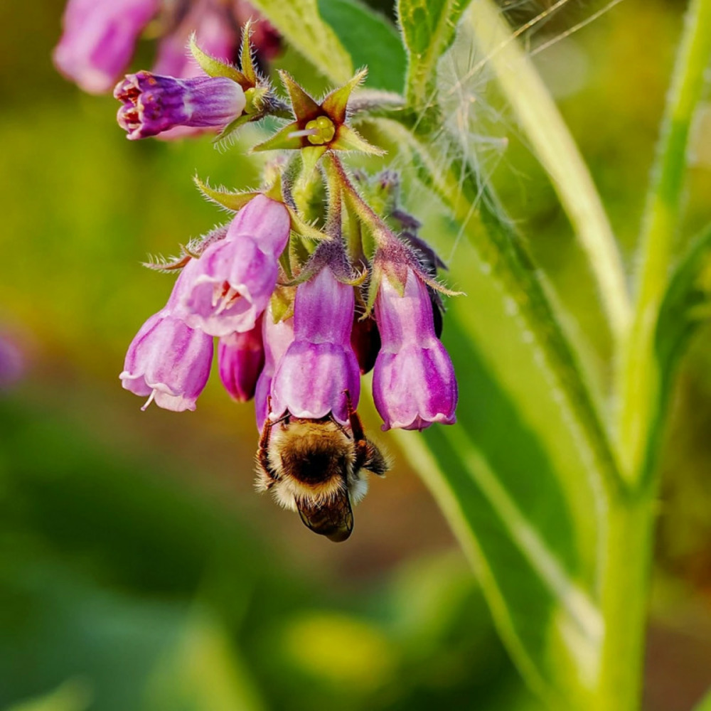 Consoude officinale purpureum godet - 5/20 cm