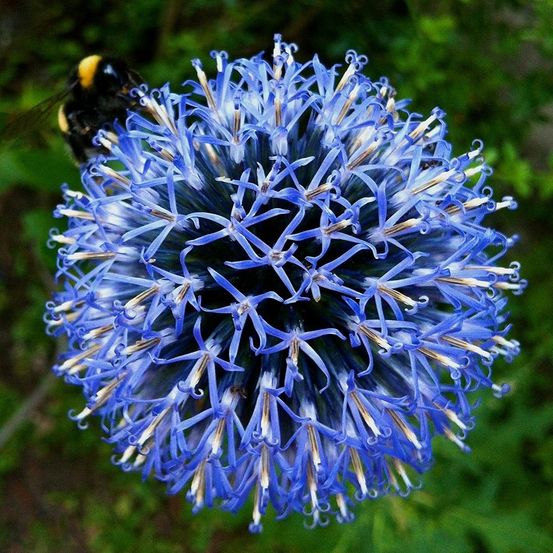 Boule azurée 'taplow blue' pot de 2l/3l