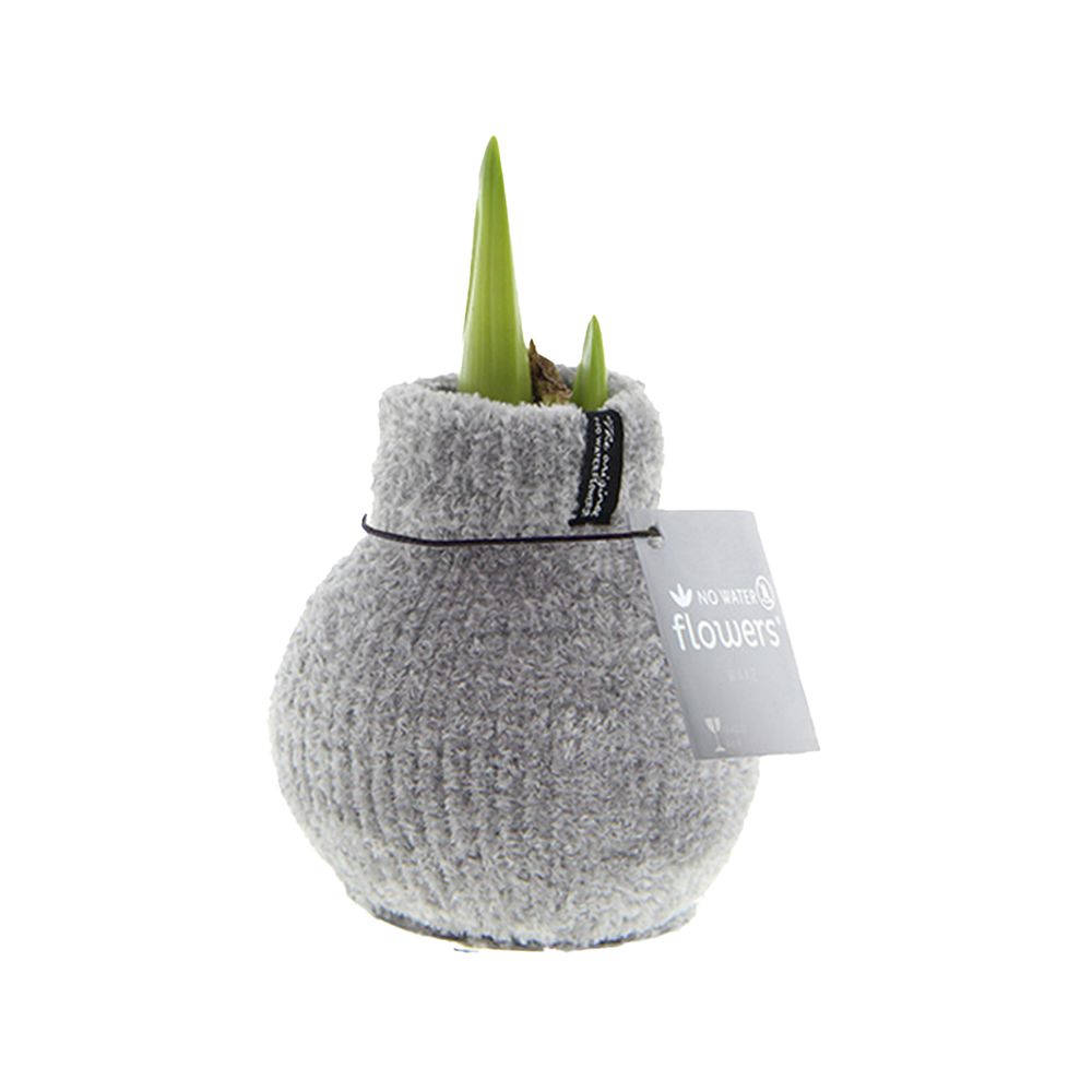 Bulbe d'amaryllis en cire - cosy grjis - bulbe à fleurs - h. 15-25 cm à la livraison
